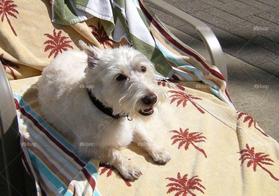 Sunbathing Scottie 