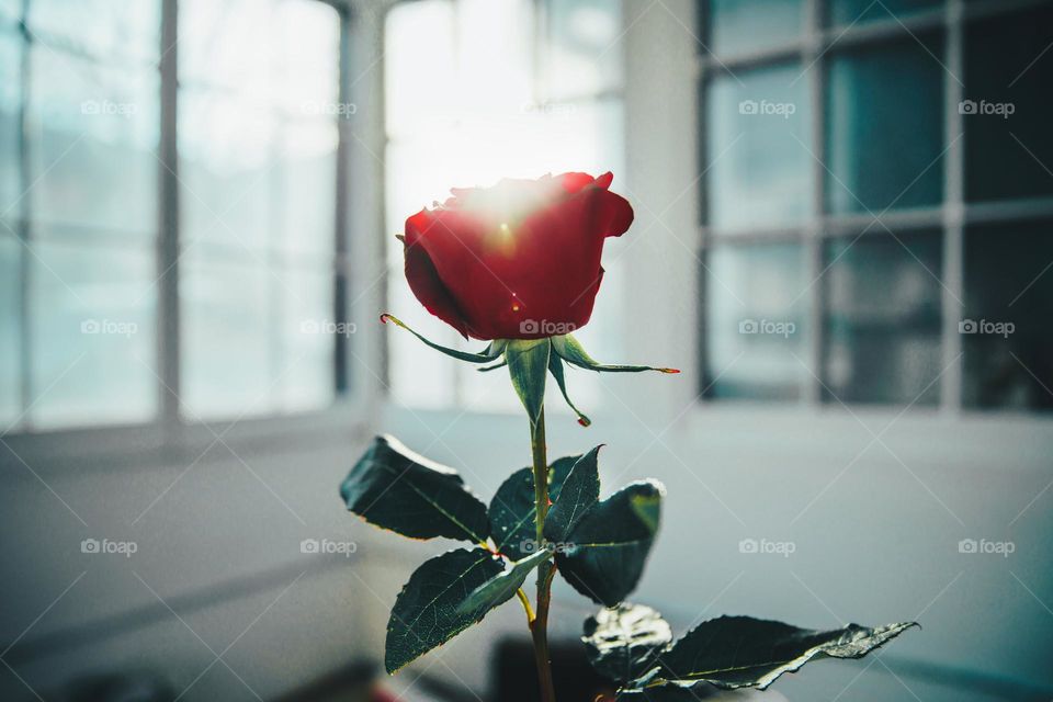 red Ros in window light