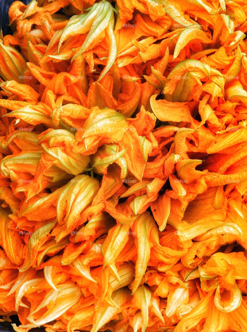 Zucchini flowers 