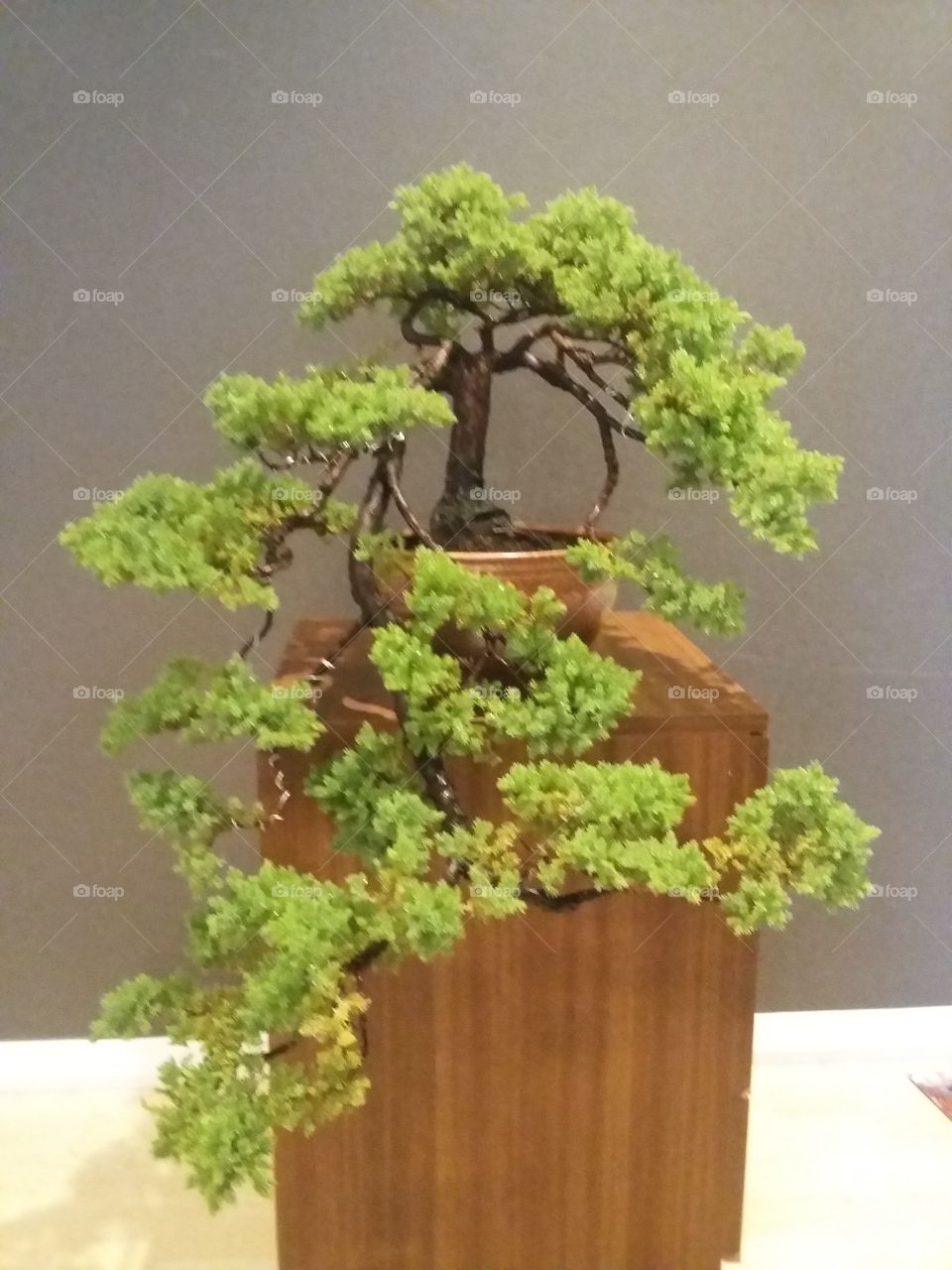bonsai