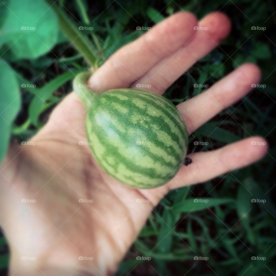 Watermelon to be 