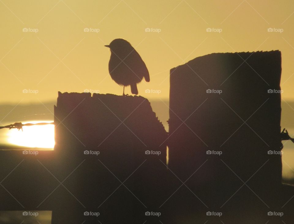 Silhouette of a robin on a post with the sea behind shimmering from the yellow sky sunset