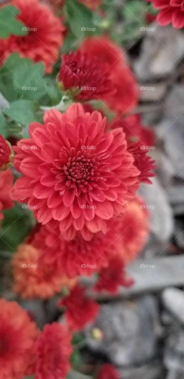 Beautiful red zinnia