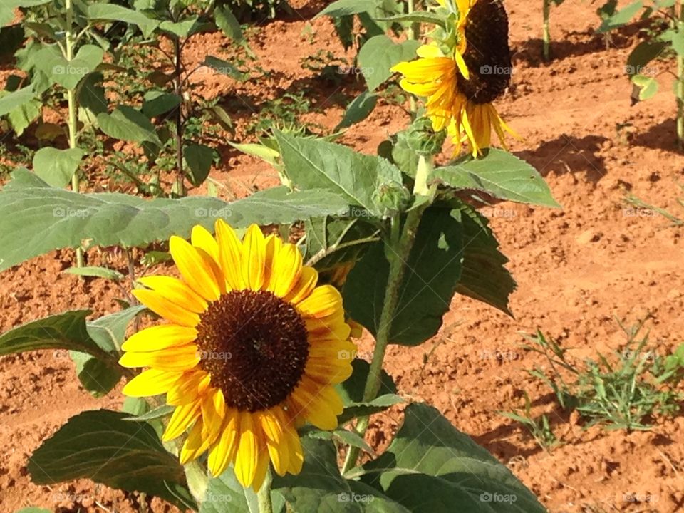 Sunflowers sunflower field grow garden seeds farm