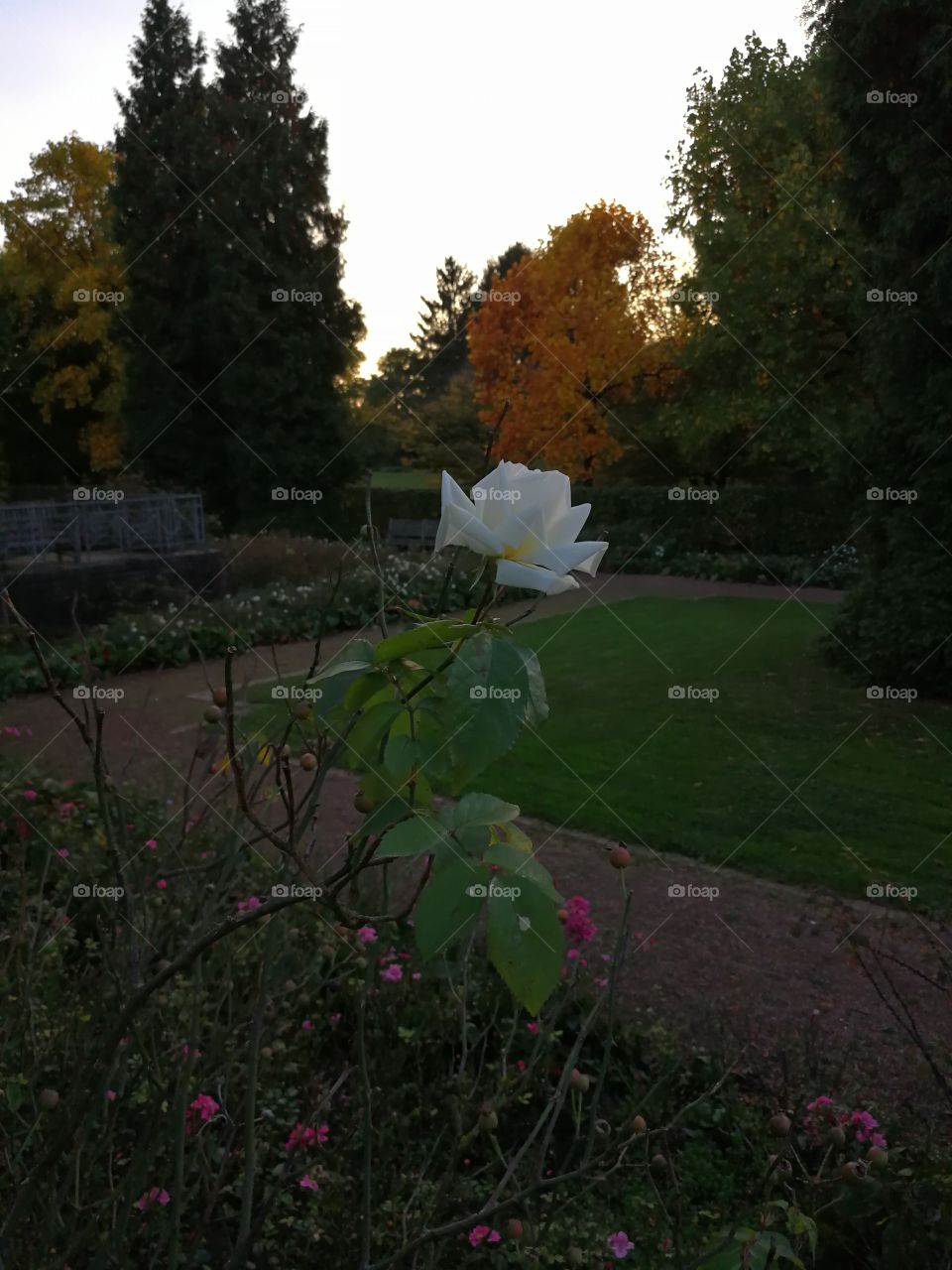 The White Rose... Frendship and Peace
