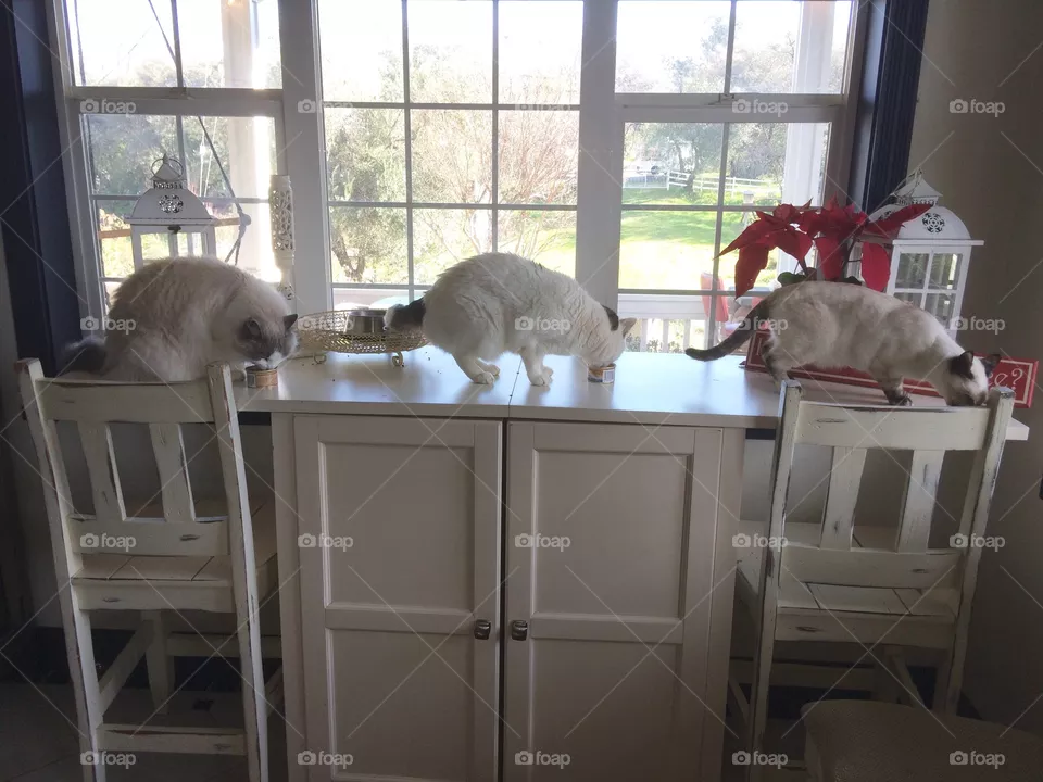 Window, Room, Indoors, Furniture, Mammal