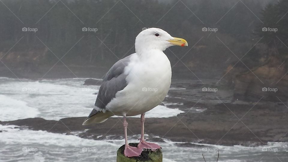 photogenic gull. gull at Boiler Bay
