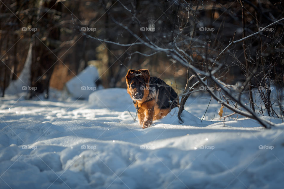 German shepherd dog walking in a winter park 