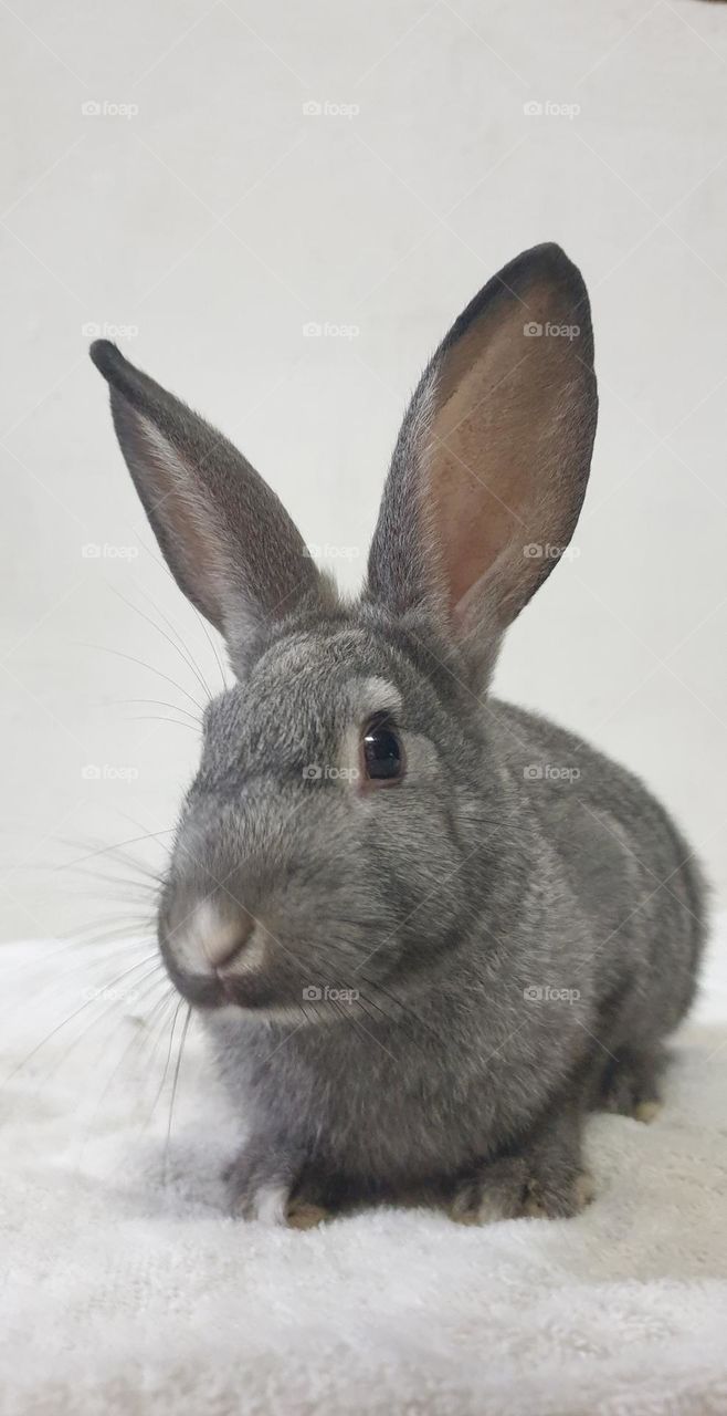 Beautiful rabbits, nose comica red eyes, gray and white snow, delicate, curious, big and long, very curious and funny ears