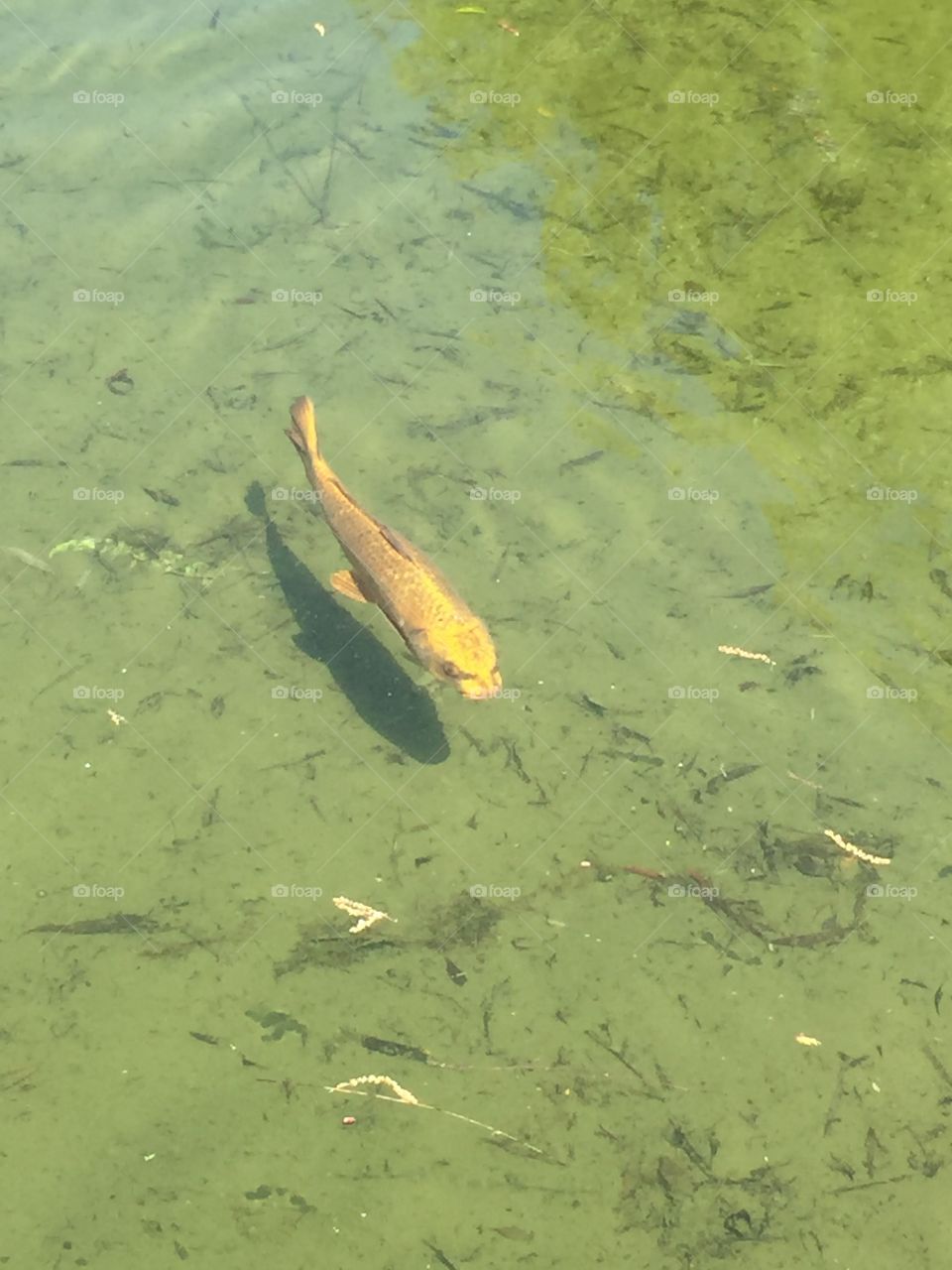 A golden koi swiftly swimming in a pond at the Getty Villa in LA.