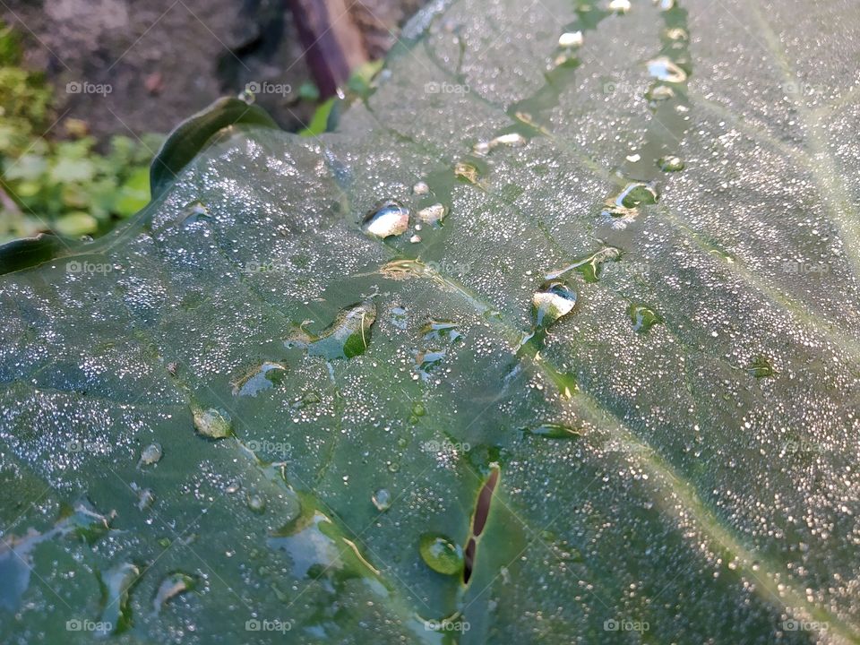 water dripping from green leaf