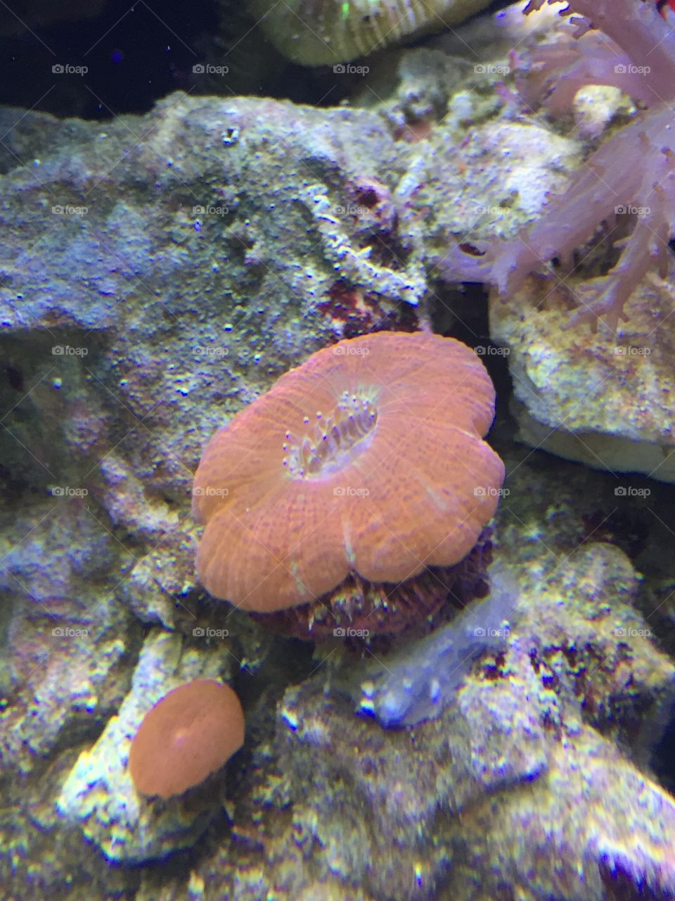 coral