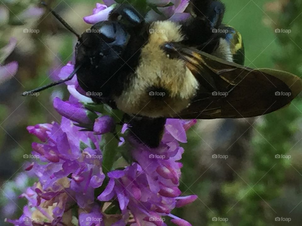 Carpenter bee