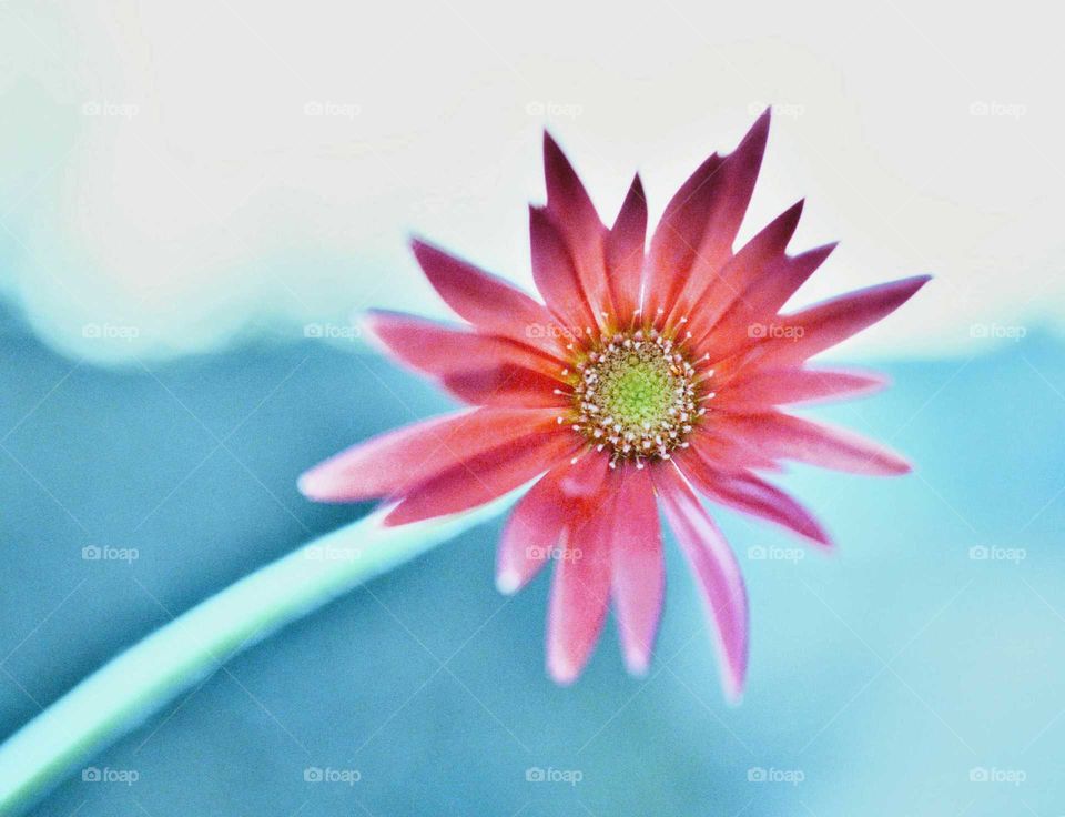 Uma  linda flor "Gerbera"