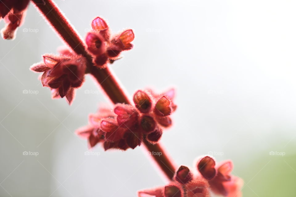 Close up of Red Velvet Sage also called Salvia confertiflora.