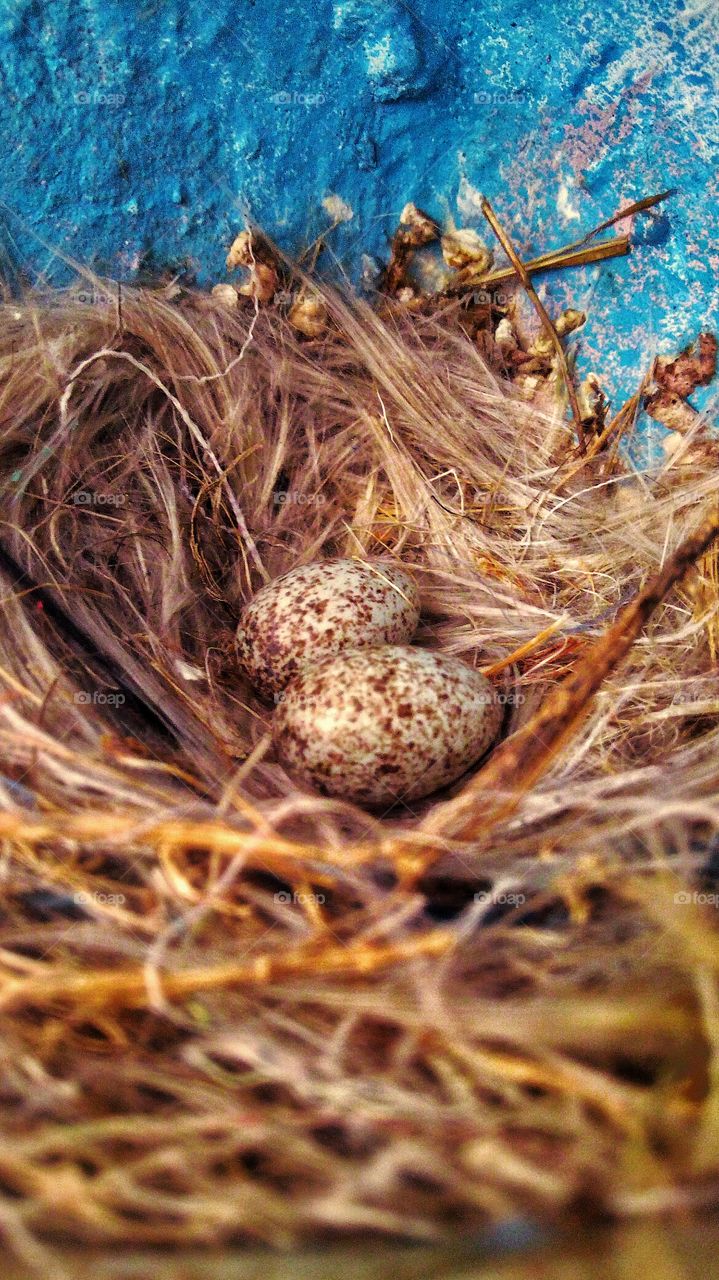 beautiful macro shot of a Bird's nest found on my house roof