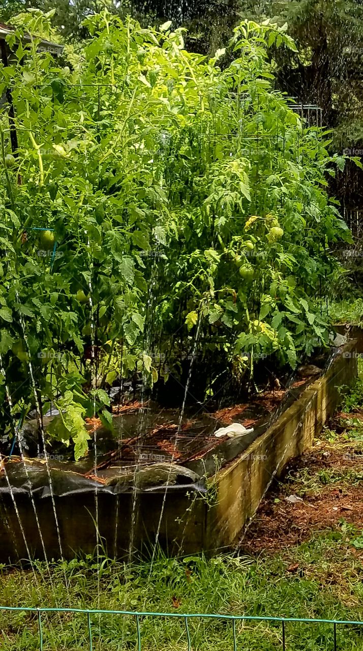 Sprinkler watering vegetables growing in garden. Gardening.