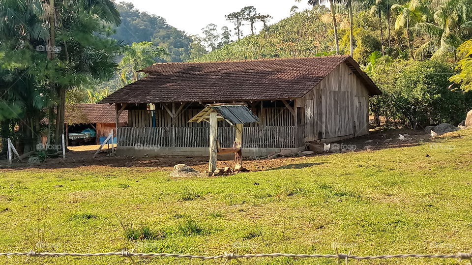שועל, פרה, עגל, חתול, עדר, חוף, טבע, סביבה.