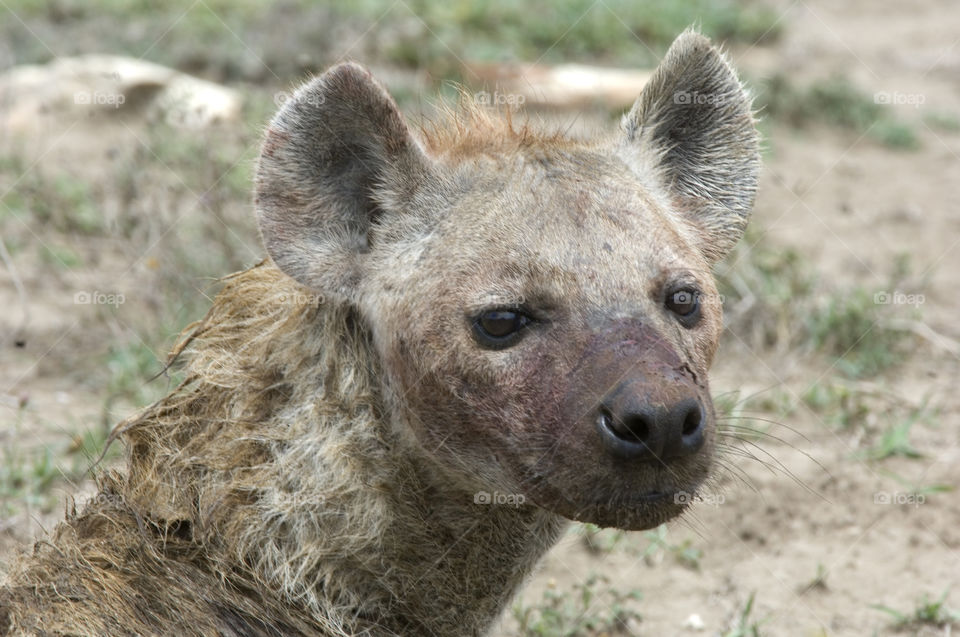 Close-up of hyena