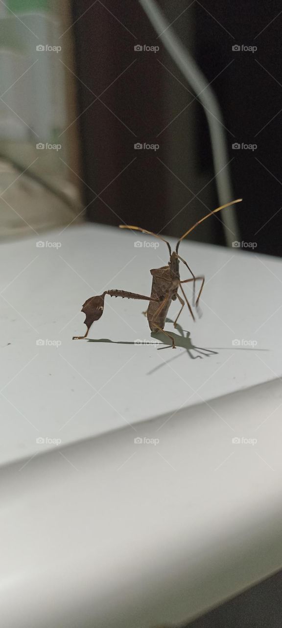 Nocturnal insect attracted to light