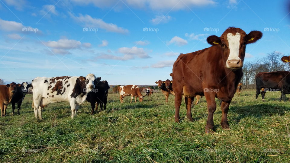 Cow, Agriculture, Milk, Beef Cattle, Livestock