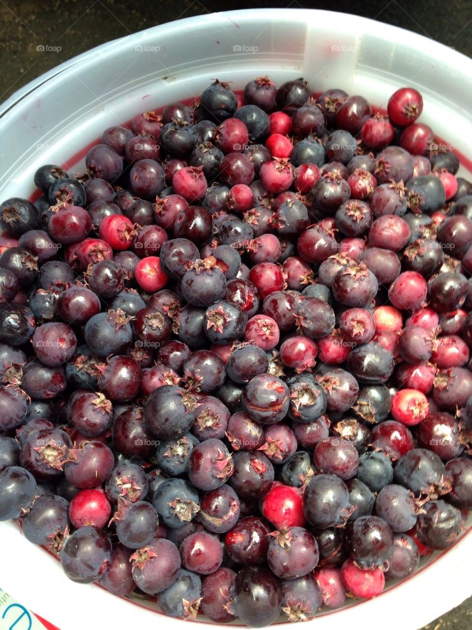 Juneberries 