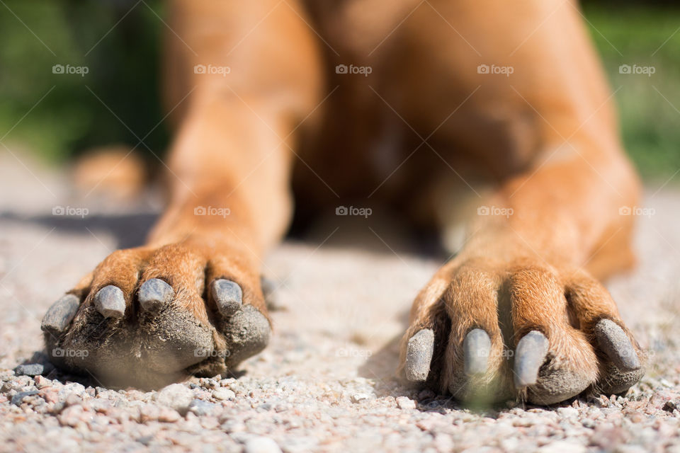 Close-up of dog's paw