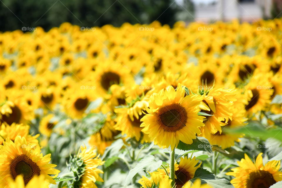 Nature, Summer, Flower, Sunflower, Flora