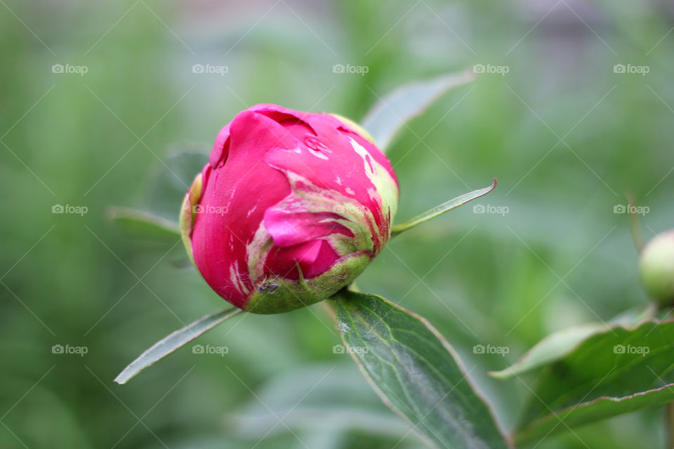 Peony, peonies, roses, pink, red, white, flowers, bouquet, summer, sun, nature. Landscape, still-life, village, flowerbed, plant, vegetation, grass, decor, fluffy, fluffy flowers, bulk flowers, plush flowers, petals, buds, leaves