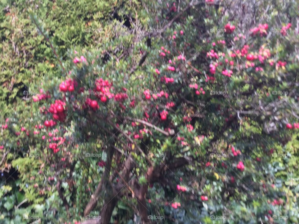 Red Berries on a Bush