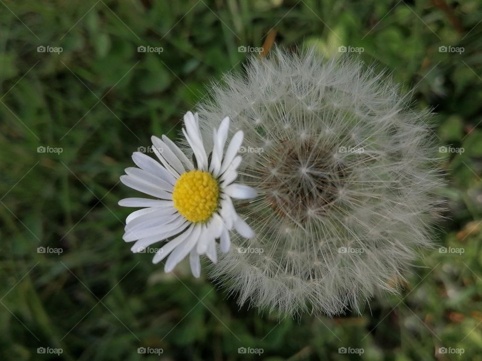 Marguerite and dandelion together in the garden