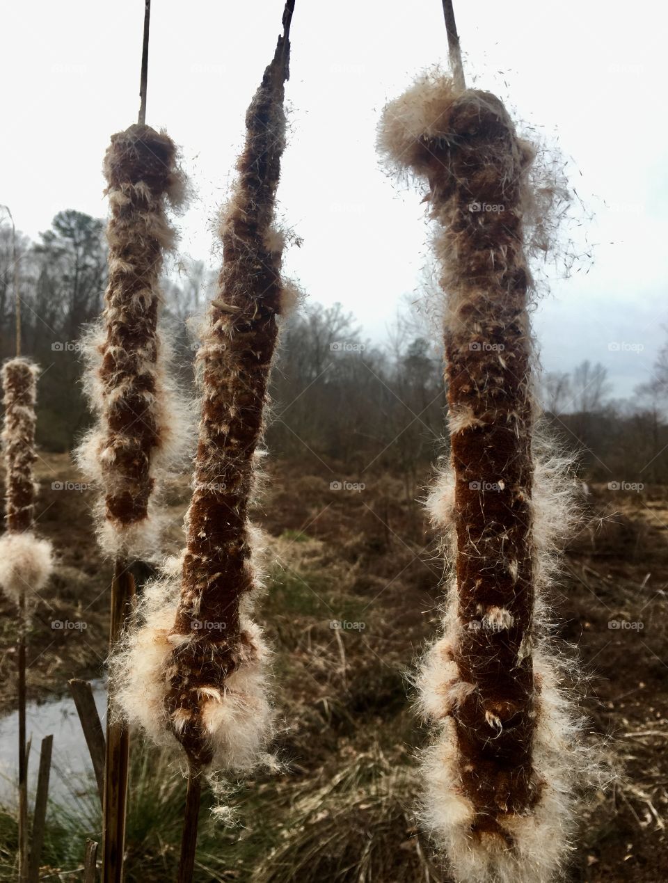 Aged cattails standing tall in the wetlands 