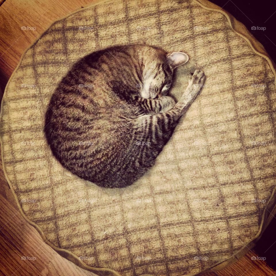 Curled up kitty