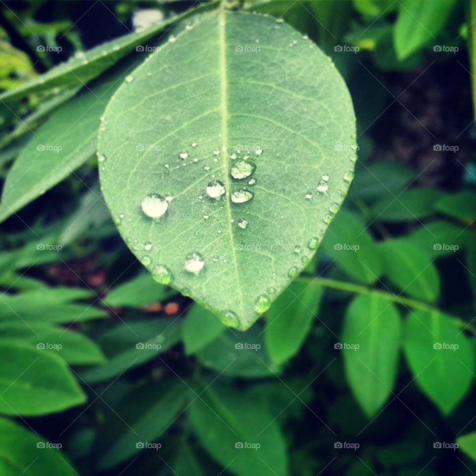 Droplets so pure