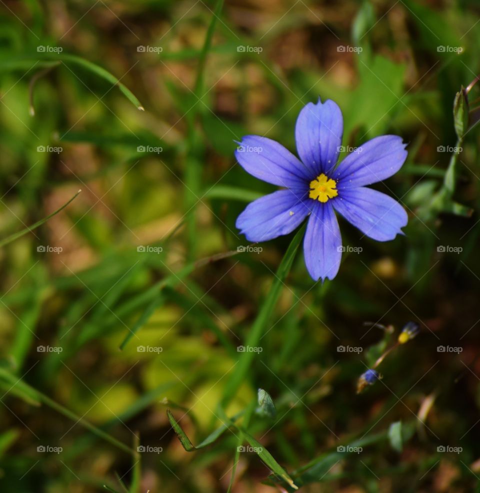 Flower in the grass
