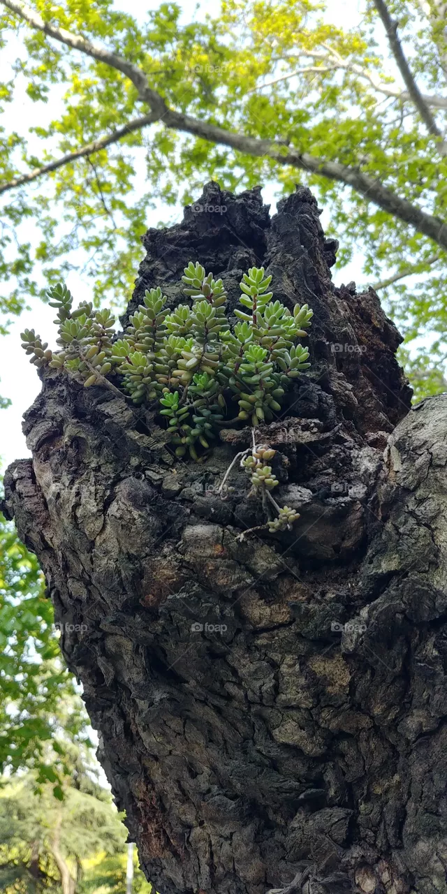 trees