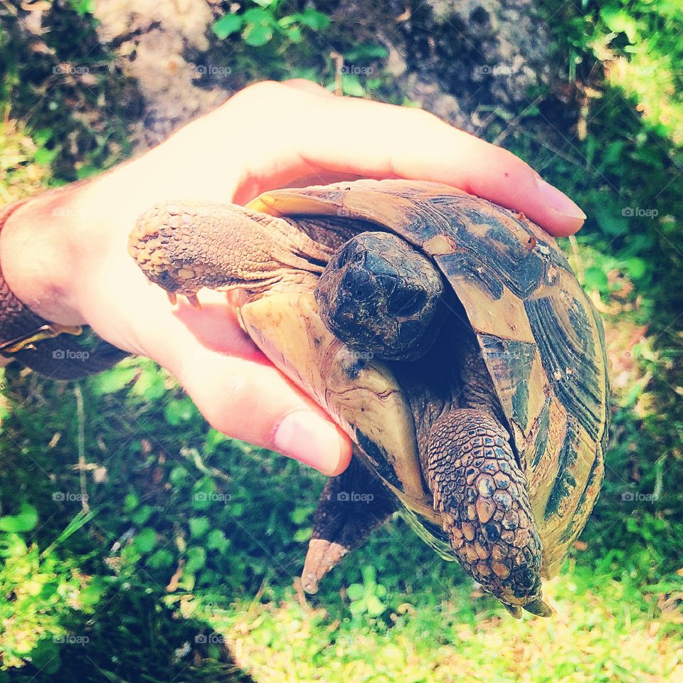 Turtle 🐢