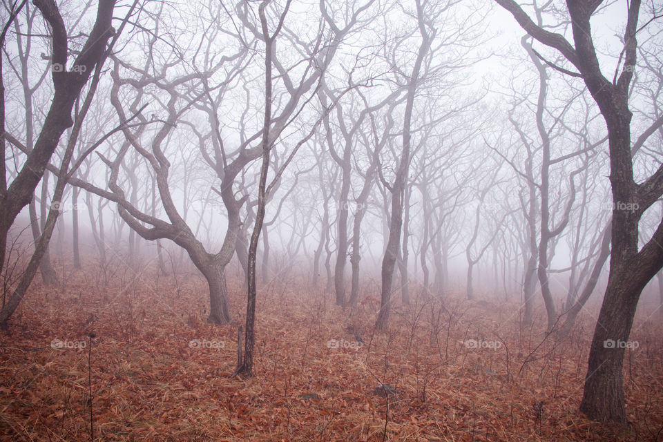 Beautiful landscape of foggy forest.