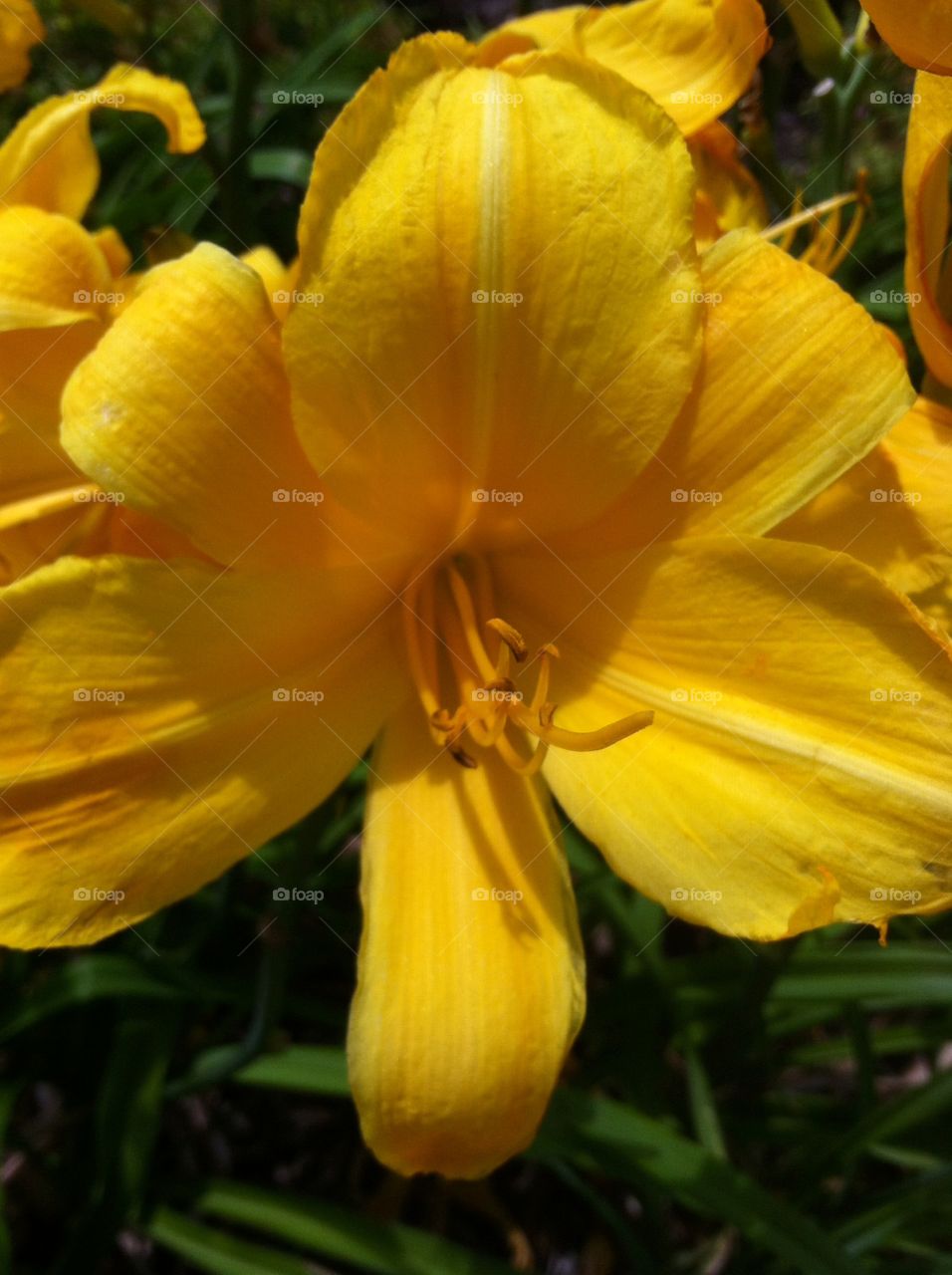 Flower, Nature, No Person, Flora, Leaf