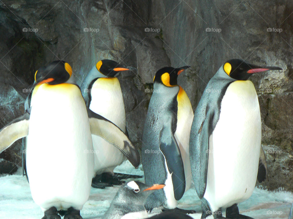 Penguin Pals
Auckland, New Zealand Marine Park