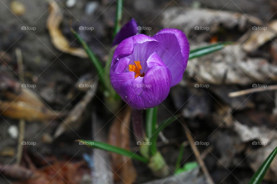 Crocus 