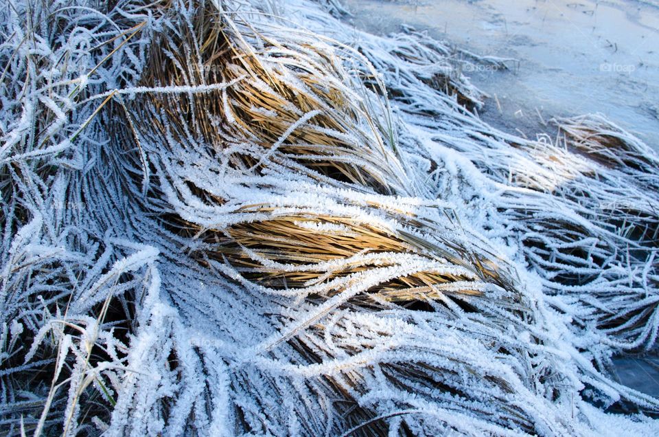 Frosty Marvels: Nature's Ice Artistry