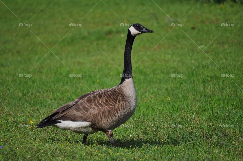 Canadian Geese