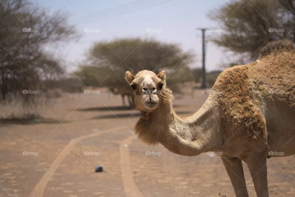 Oman