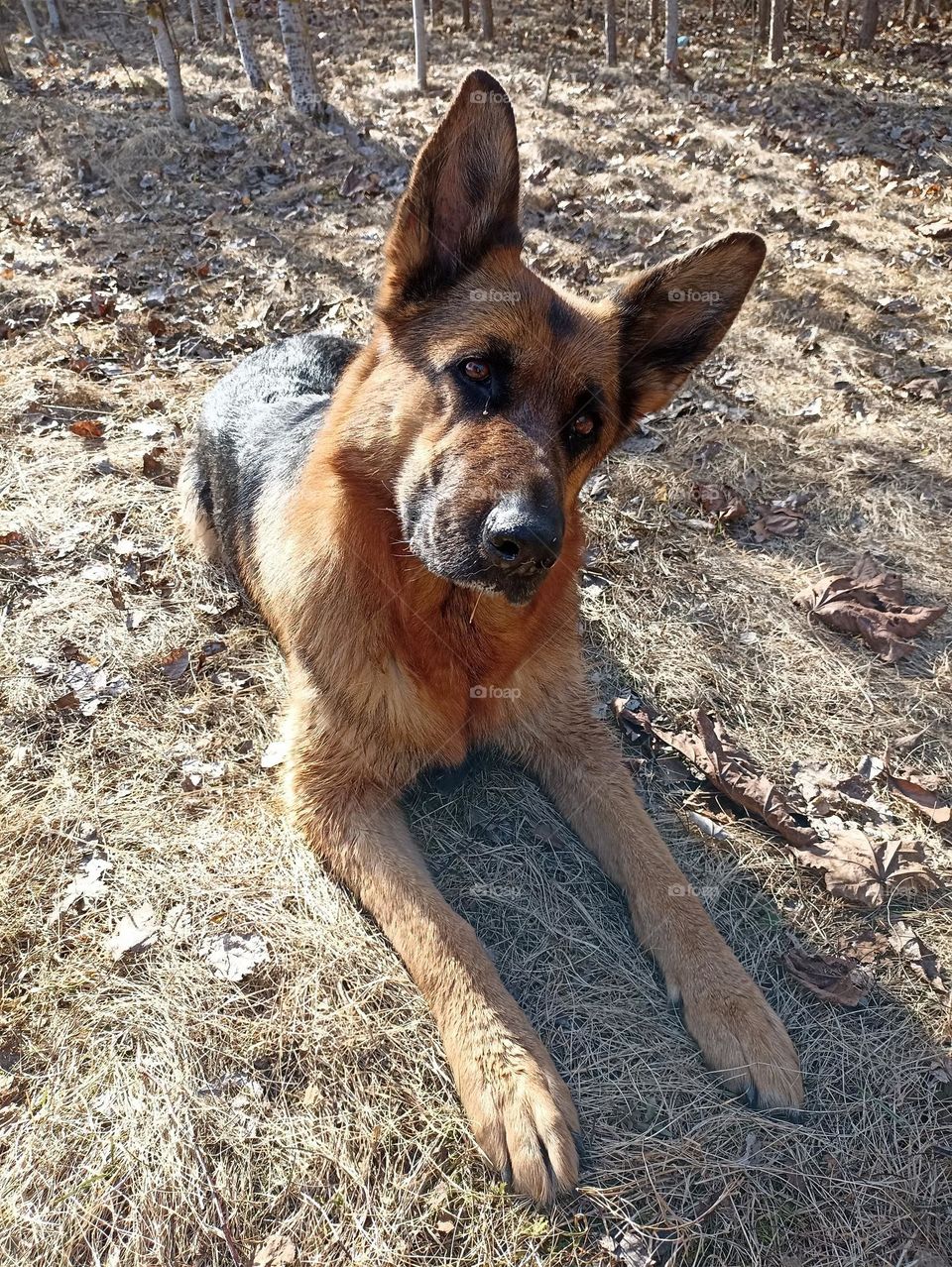 German shepherd dog beautiful portrait outdoor, mobile photography