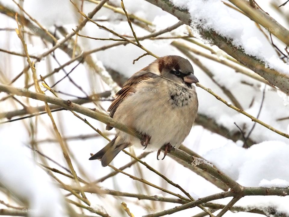 Sparrow