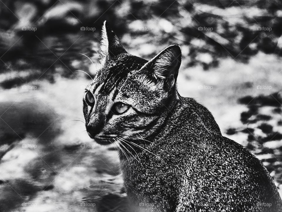 Pet - Egyptian mau - Cat