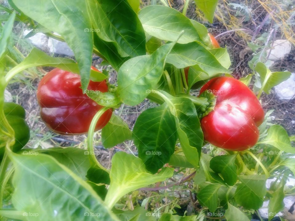Red bell pepper plant