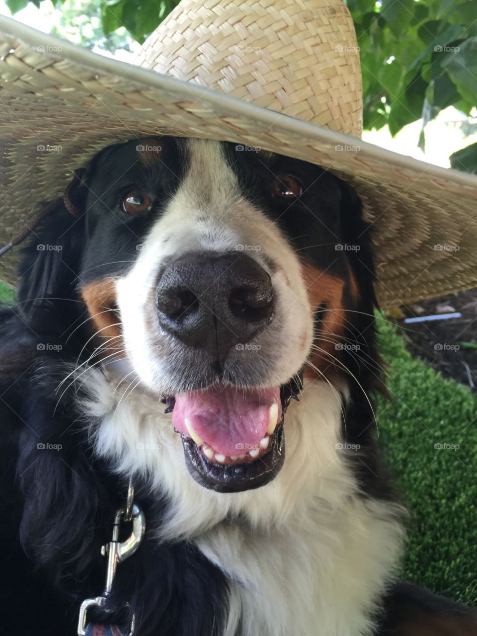Dog wearing straw hat