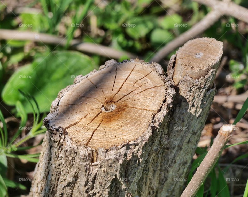 Sawn off tree